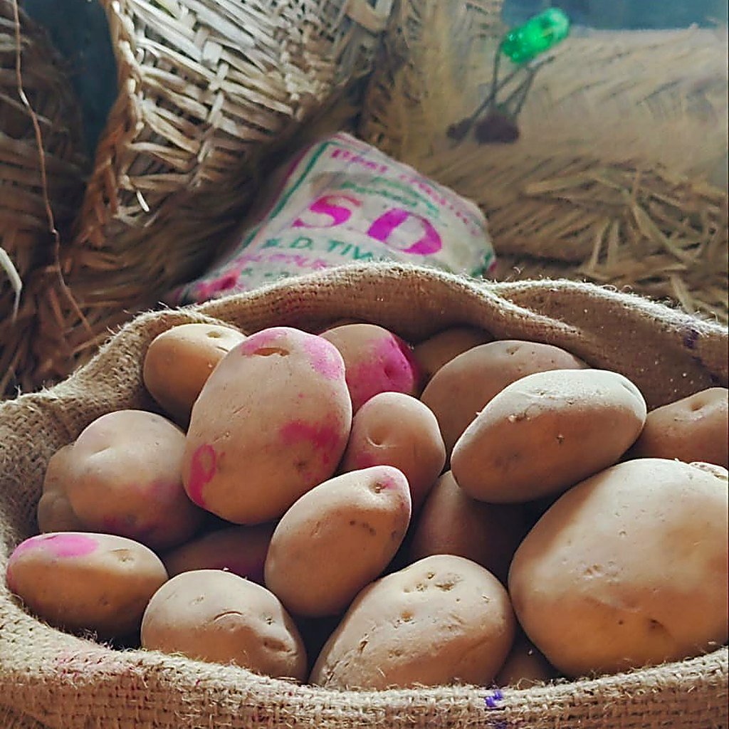 Potato
