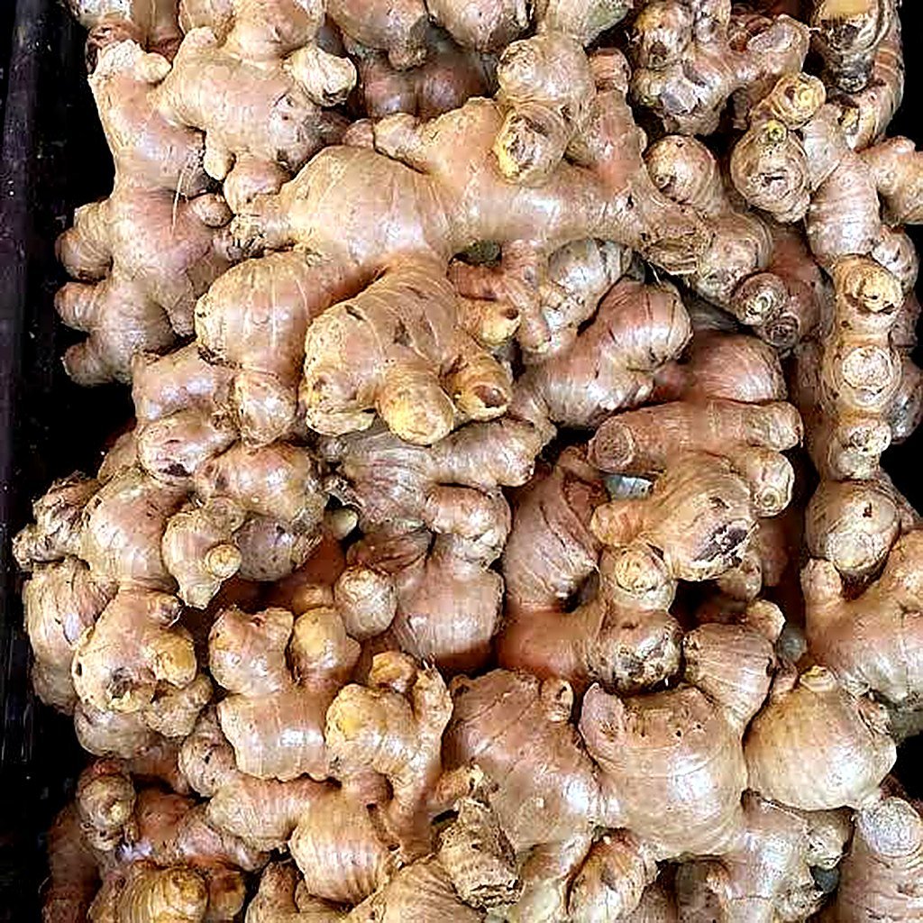Ginger