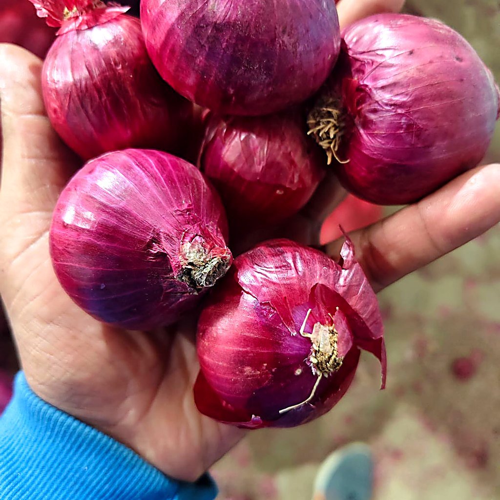 Red Onion